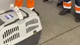 Информацию о насмерть замерзшей в самолете собаке проверят прокуроры