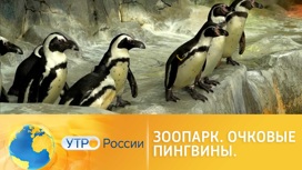 Как живут очковые пингвины в Московском зоопарке