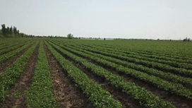 В Херсонской области восстановили сельское хозяйство