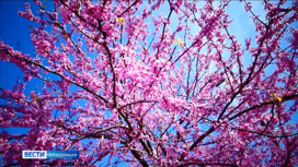 Весной найдите время для "любования цветами"