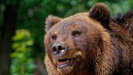 В мире животных: на Сахалине медведь устроил погоню за рыбаками