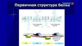 Белки: Структура и функции (Общая биология)