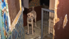 15 собак и ребенок: нехорошую квартиру обнаружили в Можайске