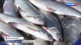 На Ямале стартовала летняя путина: рыбаки начали охоту на корюшку