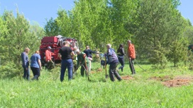 В память о погибших в концлагере в Псковском районе сегодня высадили деревья