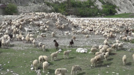 Как постричь овцу: секреты дагестанских мастеров