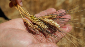 Почему буксует зерновая сделка