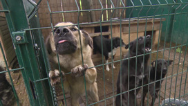 Жители Акатова страдают от соседства с приютом для собак