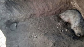 В Саратовской области барсук и ежик едва не погибли в яме