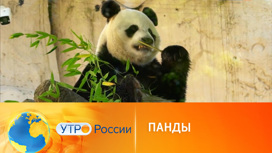 Как живут московские панды Жуи и Диндин
