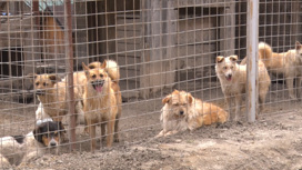 Приют для бездомных животных в Тынде сдадут в конце года