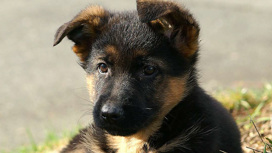 За кражу щенка жителю Волгоградской области грозит до 5 лет