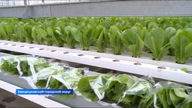 Производители овощей в Тюменской области перестроили работу