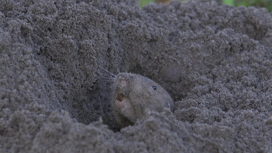 У грызунов нашли подземные фермы: это первые млекопитающие-земледельцы после человека