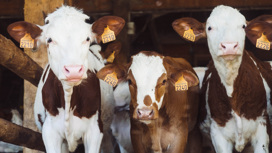Микропластик нашли в пакетах с молоком, в крови и мясе коров