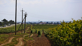 На Кубани планируют собрать большой урожай винограда