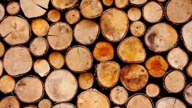 Киев распродает лес в промышленных масштабах