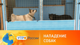 Бродячие собаки угрожают россиянам