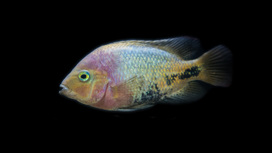 Гены рыб-"счетоводов" могут подсказать, как улучшить математические способности у людей