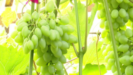 Фермер из Даниловского района выращивает виноград