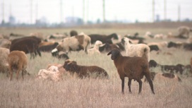 Овцеводы Светлоярского района развивают фермерское дело с господдержкой