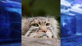 Видео с зевающим манулом из новосибирского зоопарка набрало более 100 тысяч просмотров