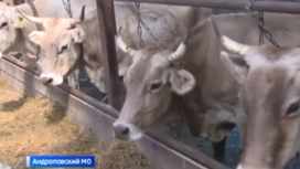 На Ставрополье фермеры на гранты наращивают производство молока