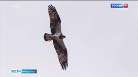 Редкие птицы Владимирского региона поставили птенцов "на крыло"