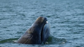 В Охотском море спасают запутавшегося в стальном неводе редкого кита