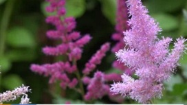 Гортензии, жасмины и лилии: жительницы Западной поляны создали во дворе цветник
