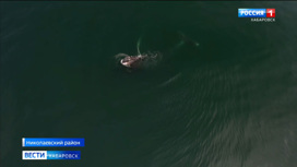 Гренландского кита, попавшего в сети, спасают в Охотском море