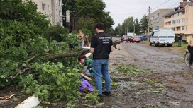 В Ярославской области женщину убило упавшим деревом