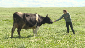600 тонн силоса и сенажа. В хозяйстве Линово Пыталовского района заготавливают корма для голштинских коров