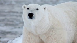 Белый медведь напал на туристку на Шпицбергене