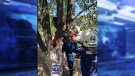 В Новосибирске девятилетний мальчик застрял между стволами дерева во время игры во дворе