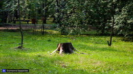 В Томском районе неизвестные срубили деревьев на сумму более 250 тысяч рублей