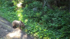 В поисках прохлады: как медведи в Челябинской области спасаются от жары
