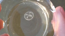Житель Челябинска нашел медузу в пресной воде