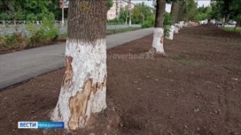 Во Владимире при ремонте трубопровода были задеты деревья