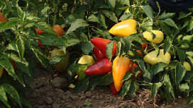 Волгоградские аграрии собирают богатый урожай овощей