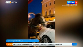 Лошадь устроила ДТП на Исаакиевской площади
