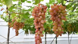 На Кубани виноград созрел раньше обычного