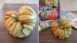 Чудо-томат: необычный ребристый помидор вырастила жительница Челябинской области