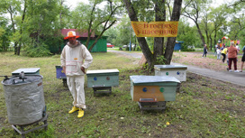 Ветеринары напомнили амурским пасечникам как содержать пчел