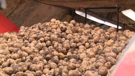 Втрое больше, чем в 2021: в Волгоградской области собрали богатый урожай картофеля