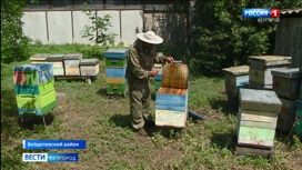 Соцконтракт помог помог вейделевскому пчеловоду расширить производство