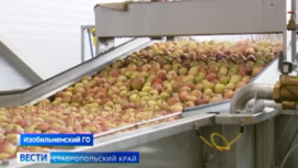 Сезон уборки яблок стартовал на Ставрополье