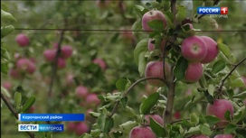 В корочанских садах идет сбор яблок