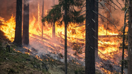 Во Владимирской области ограничен въезд в лес и отложен сезон охоты из-за пожаров