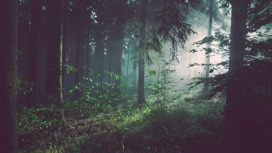 В Удмуртии продолжаются поиски заблудившегося в лесу мужчины